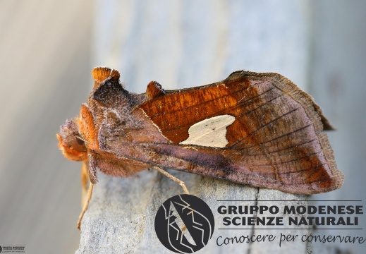 Autographa bractea