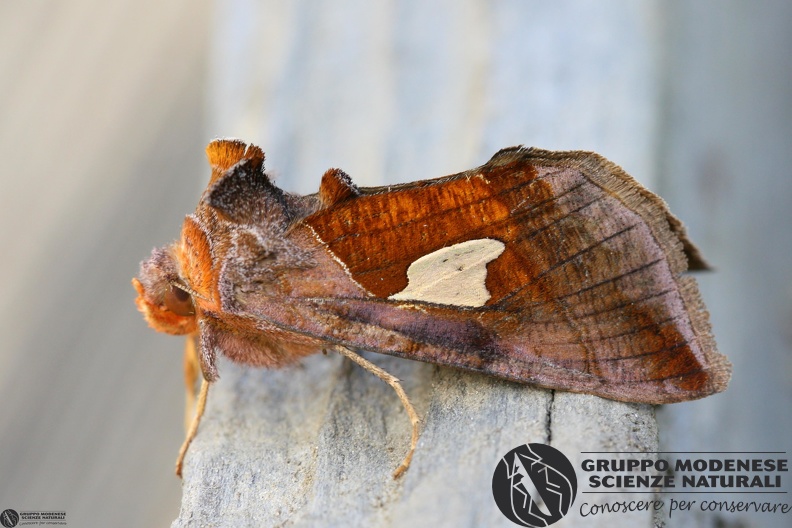 Autographa bractea.JPG