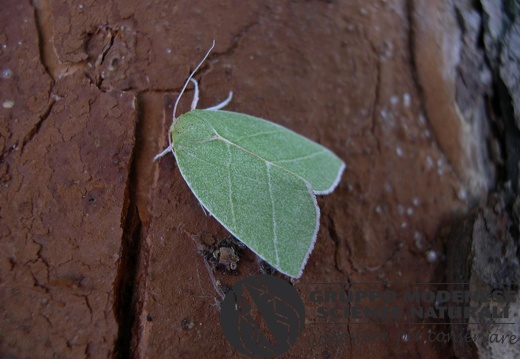 Bena prasinana