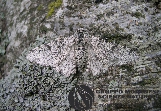 Biston betularius