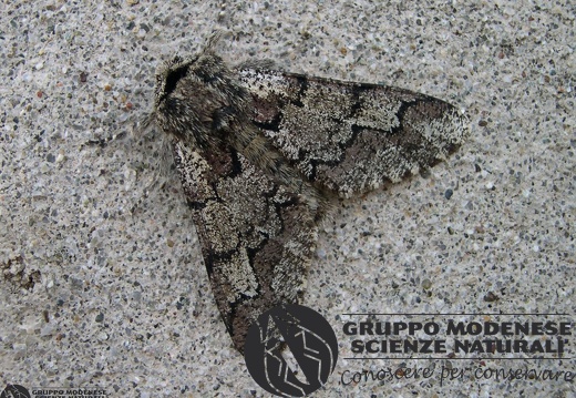 Biston strataria (2)