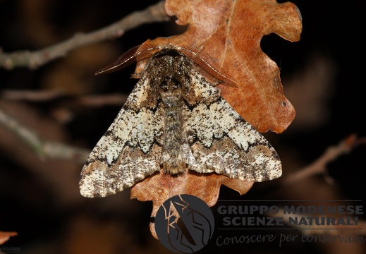 Biston strataria (3)