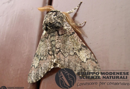 Biston strataria