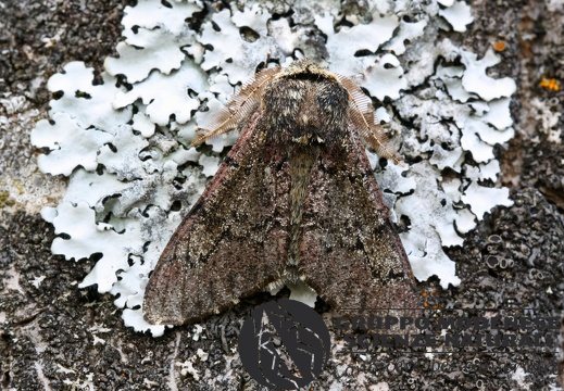 Biston strataria2