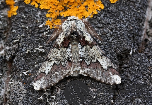 Biston strataria3