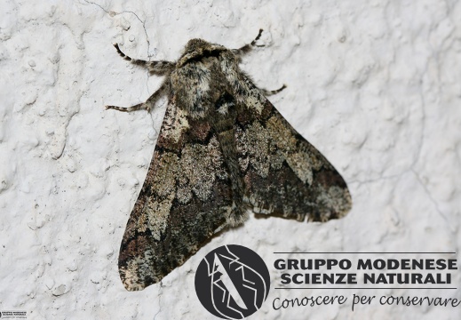 Biston strataria4