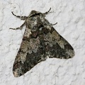 Biston strataria4