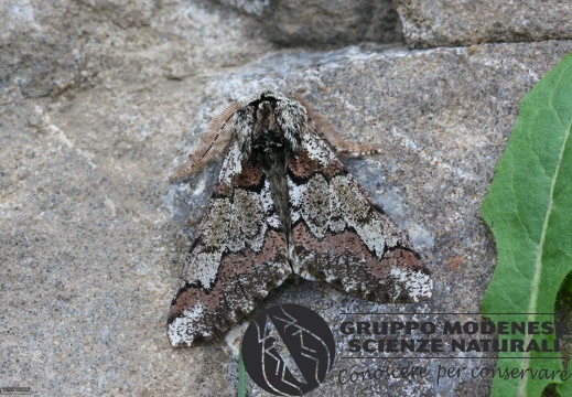 Biston strataria5