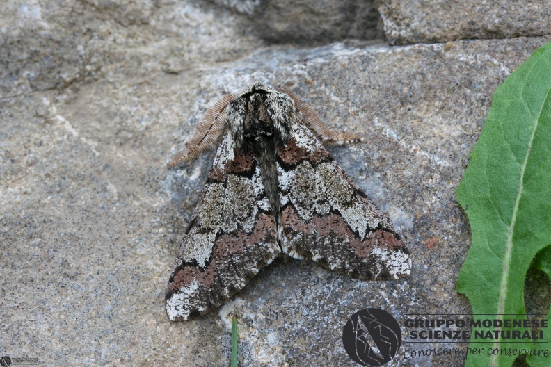 Biston strataria5 - Biston strataria5.JPG Biston strataria5.JPG