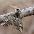 Biston strataria7