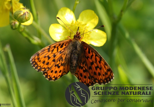 Boloria dia