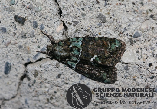 Bryophilinae Cryphia algae3