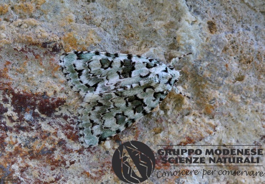 Bryophilinae Cryphia muralis