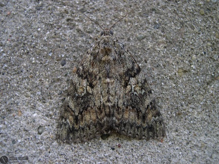 Catocala dilecta