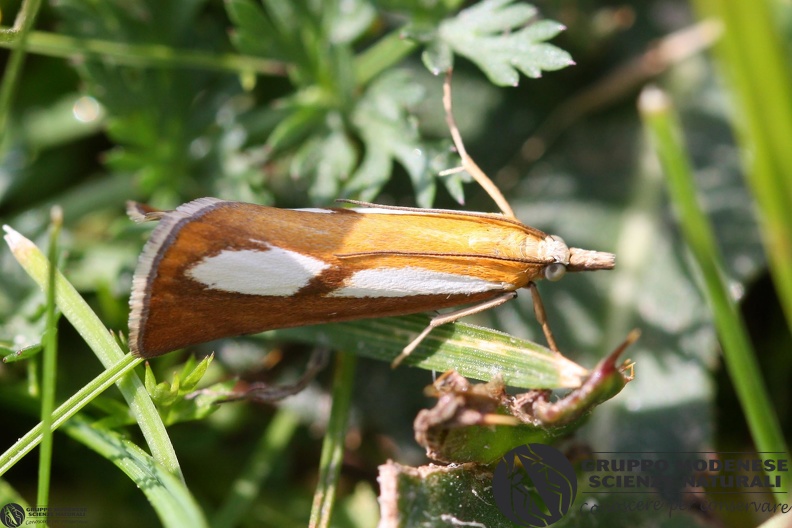 Catoptria conchella.JPG