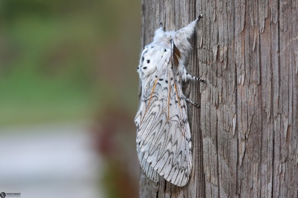 Cerura vinula
