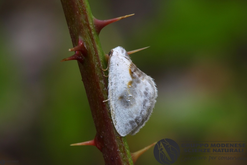 Cilix glaucata2.JPG