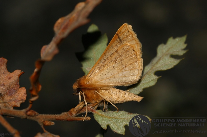 Crocallis tusciaria.JPG