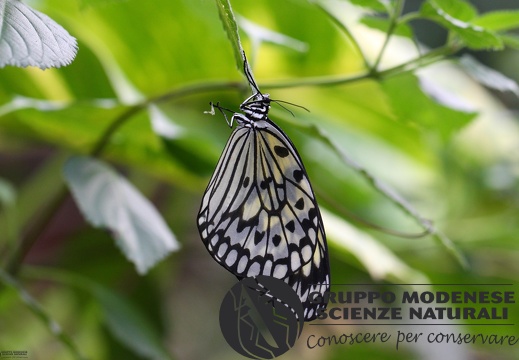 Danaidae Idea leuconoe