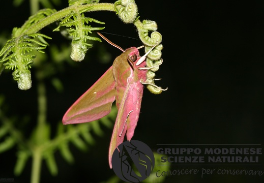 Deilephila elpenor