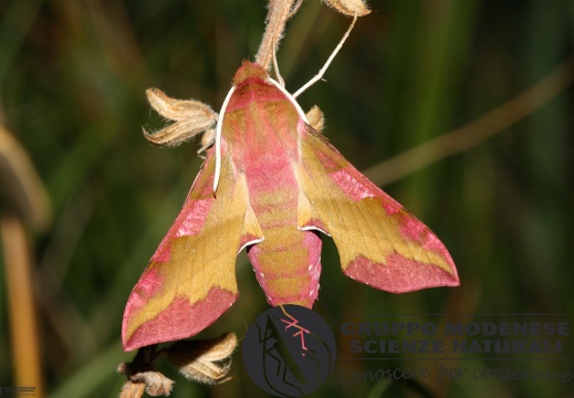 Deilephila porcellus