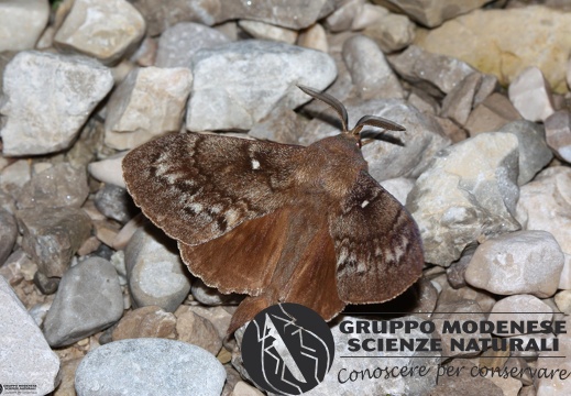 Dendrolimus pini
