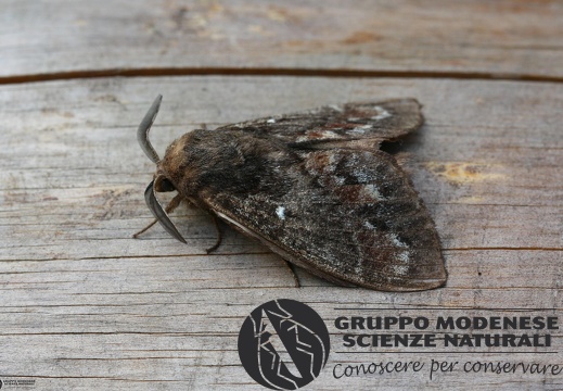 Dendrolimus pini3