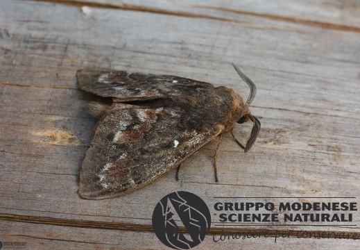 Dendrolimus pini4