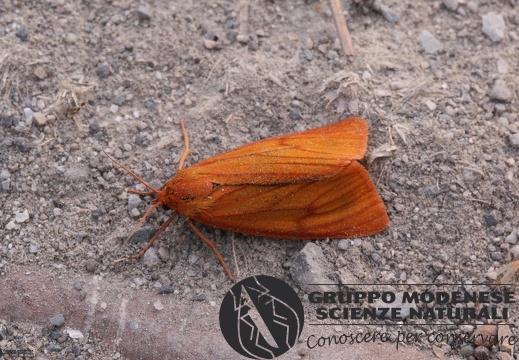 Diachrisia sannio female