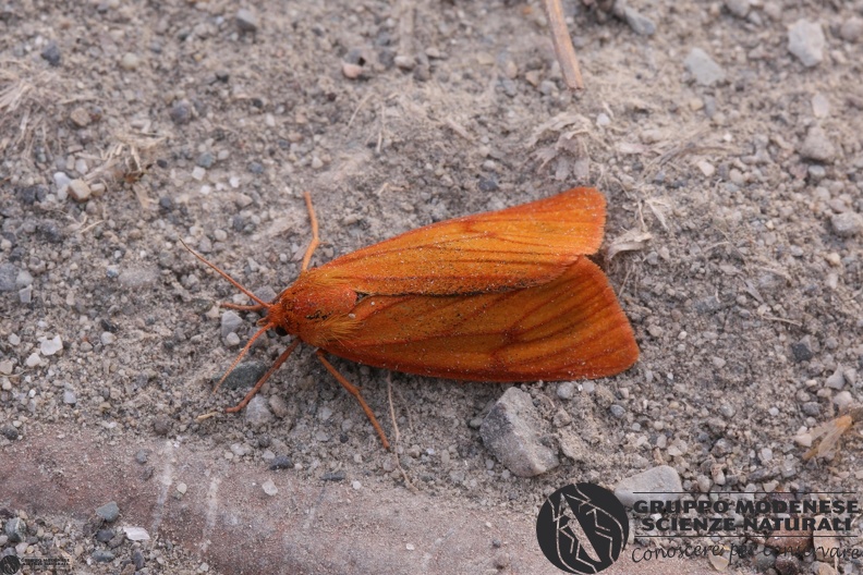 Diachrisia sannio female.JPG