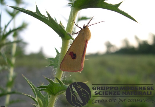 Diachrisia sannio4