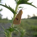 Diachrisia sannio4