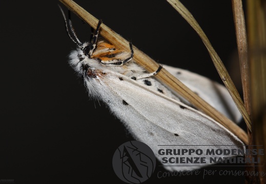 Diaphora mendica female