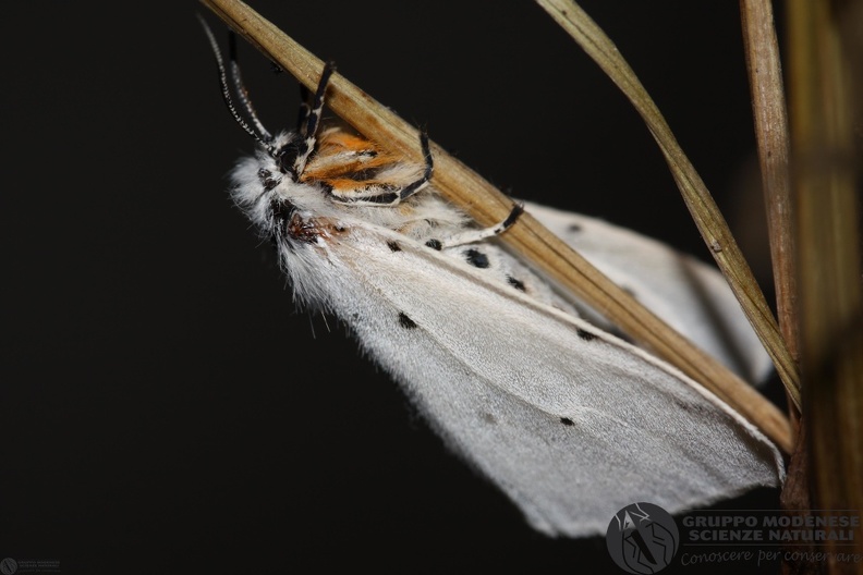 Diaphora mendica female - Diaphora mendica female.JPG Diaphora mendica female.JPG