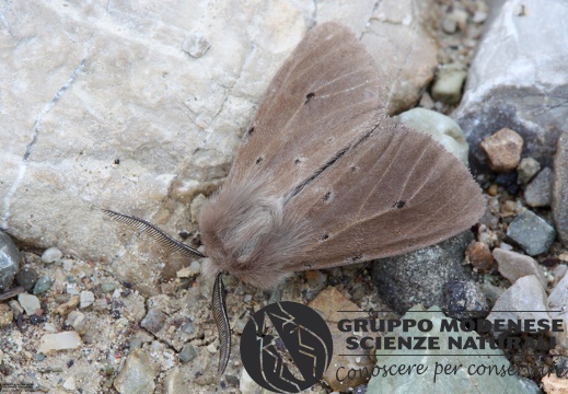 Diaphora mendica