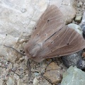 Diaphora mendica