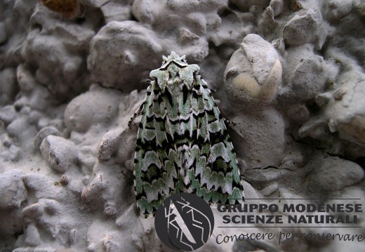 Dichonia aprilina