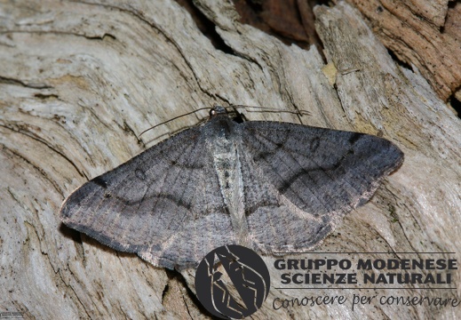Digrammia rippertaria
