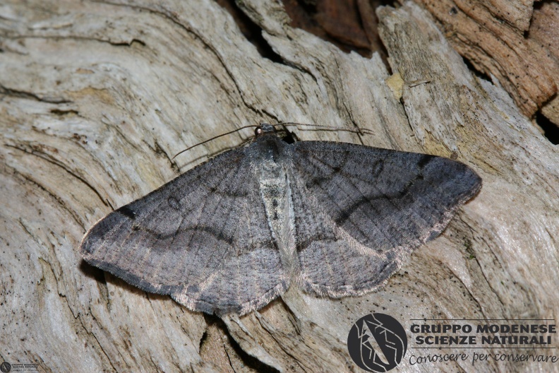 Digrammia rippertaria.JPG