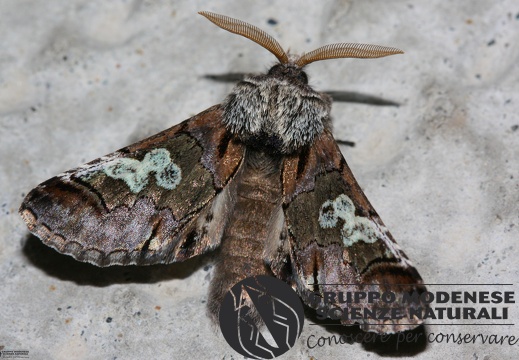 Diloba caeruleocephala2