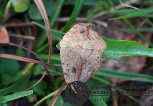 Drepana falcataria