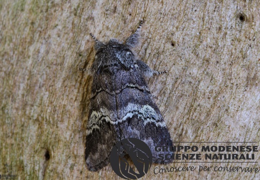 Drymonia querna