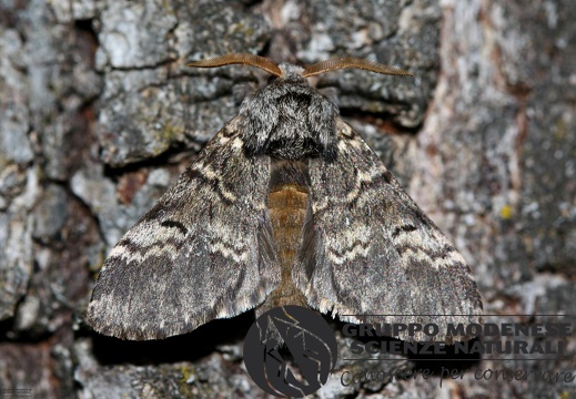 Drymonia ruficornis