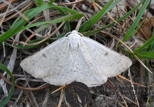 Dyscia conspersaria