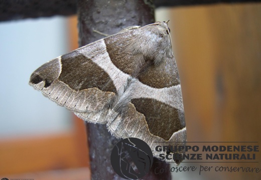 Dysgonia algira