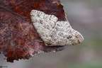 Ectropis crepuscularia
