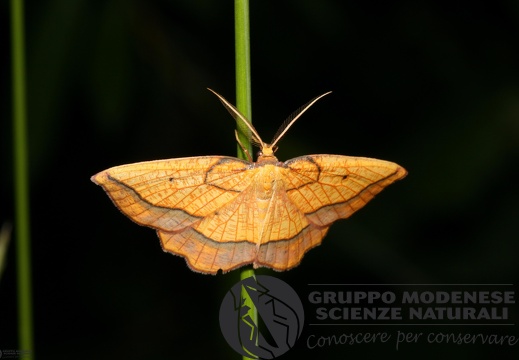 Epione repandaria2