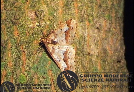 Erannis defogliaria2 (2)