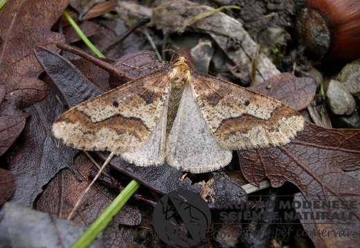Erannis defogliaria2