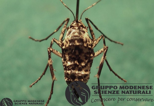 Erannis defogliaria4